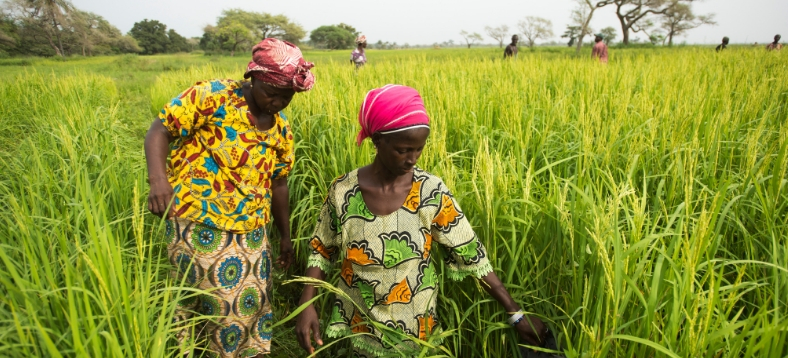 Image / illustration