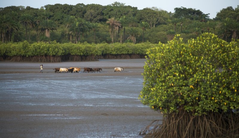 Image / illustration